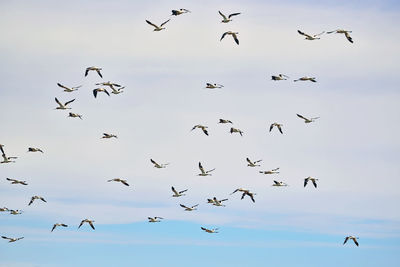 Low angle view of birds flying in the sky