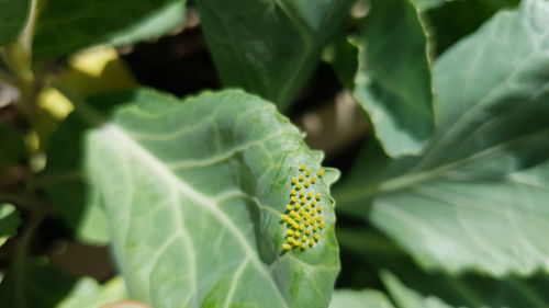 Close-up of insect on leaf