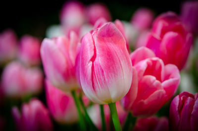 Close-up of pink tulips