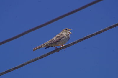 Low angle view of bird perching on cable