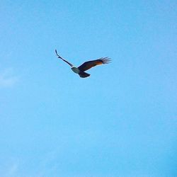 Low angle view of birds flying in sky