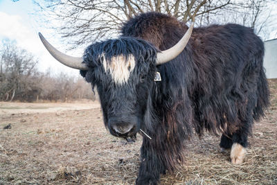 Close-up of cow on field