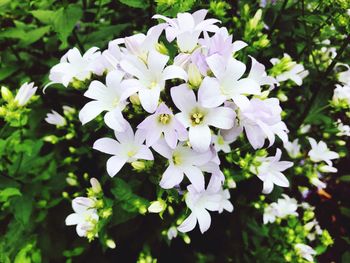 Close-up of white flowers