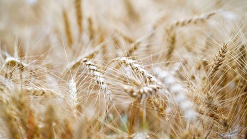 Close-up of wheat field