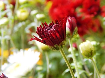 Close-up of red flowering plant