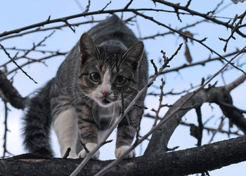 Low angle view of a cat on tree