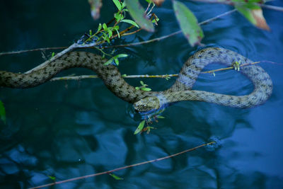 Close-up of  snake in water