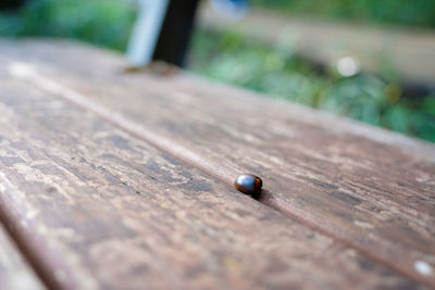 High angle view of lizard on wooden table