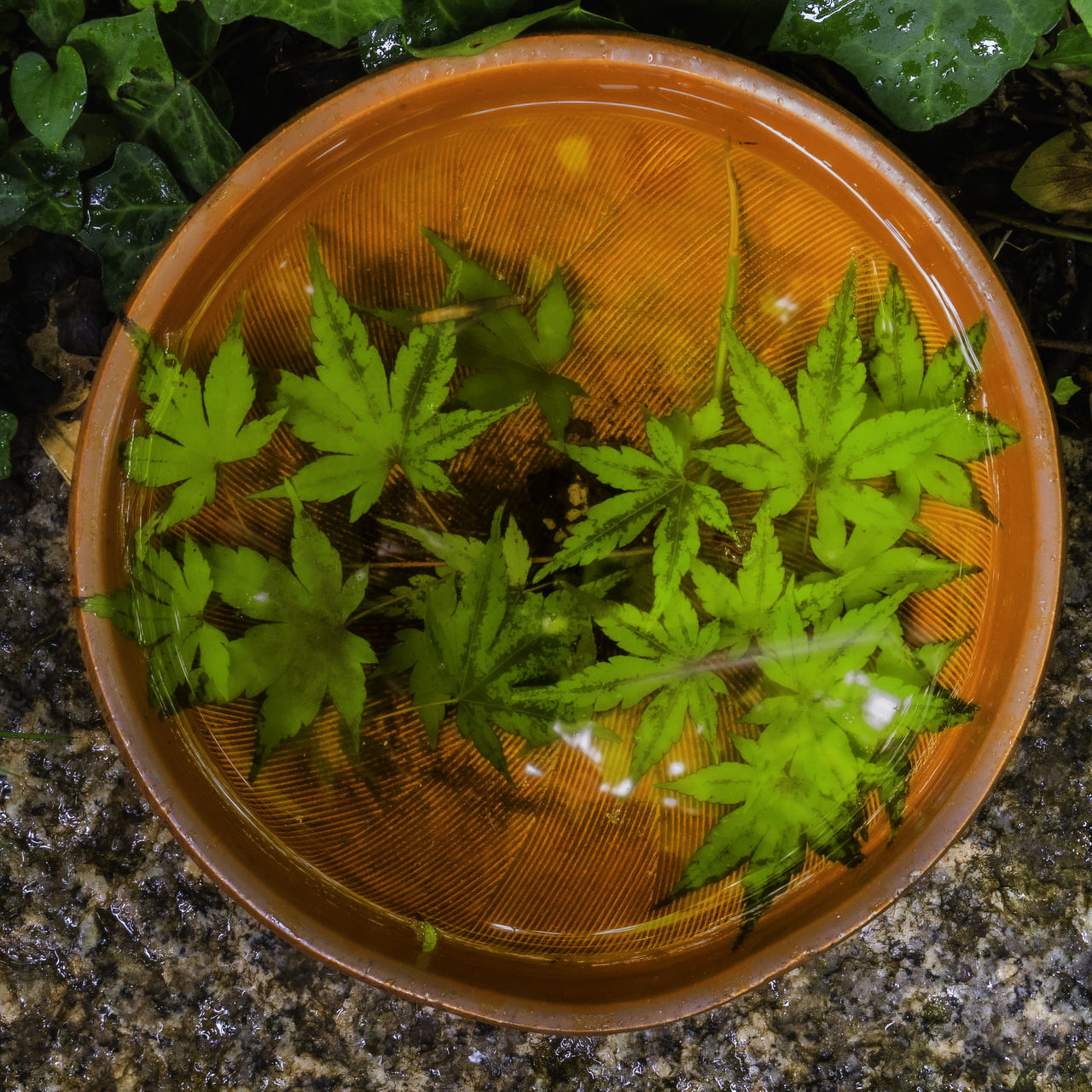 herb, plant, food and drink, green, food, leaf, plant part, high angle view, directly above, nature, no people, container, flower, freshness, coriander, potted plant, wellbeing, growth, healthy eating, produce, medicine, spice, parsley, flowerpot, fines herbes, houseplant, healthcare and medicine