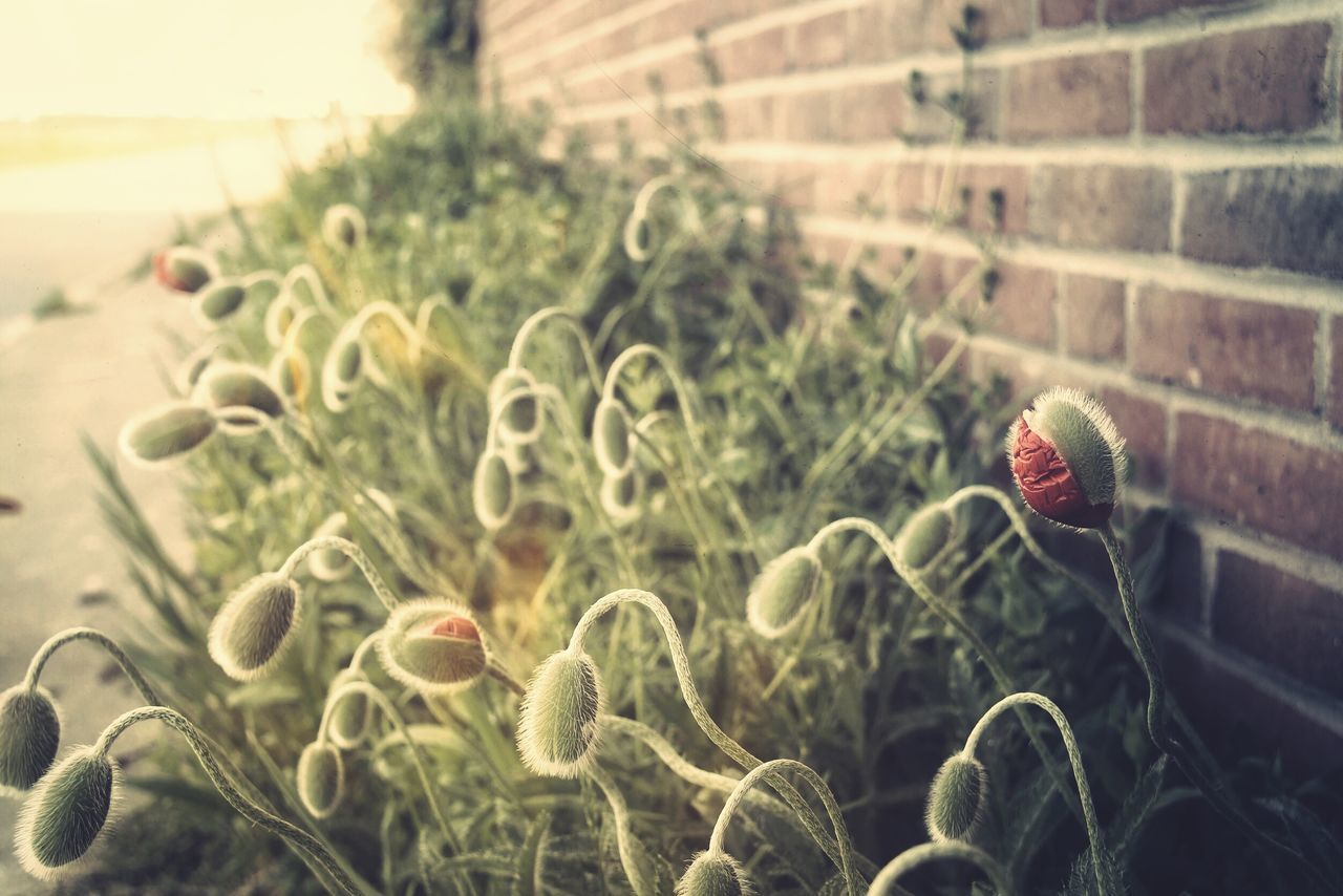 CLOSE-UP OF FLOWERING PLANT