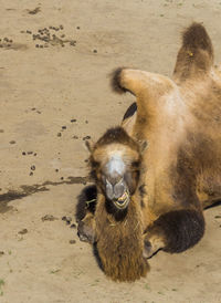 High angle view of camel on sand