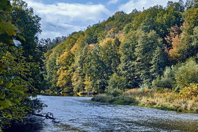 Scenic view of river amidst trees in forest against sky