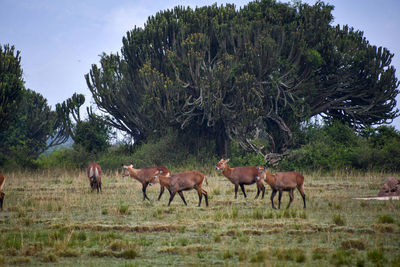 Horses grazing in a field