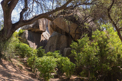 View of trees in forest