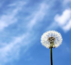 Low angle view of dandelion against sky