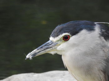 Close-up of a bird