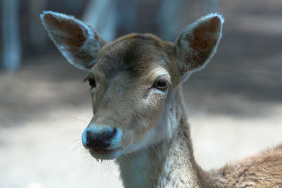 Close-up of deer