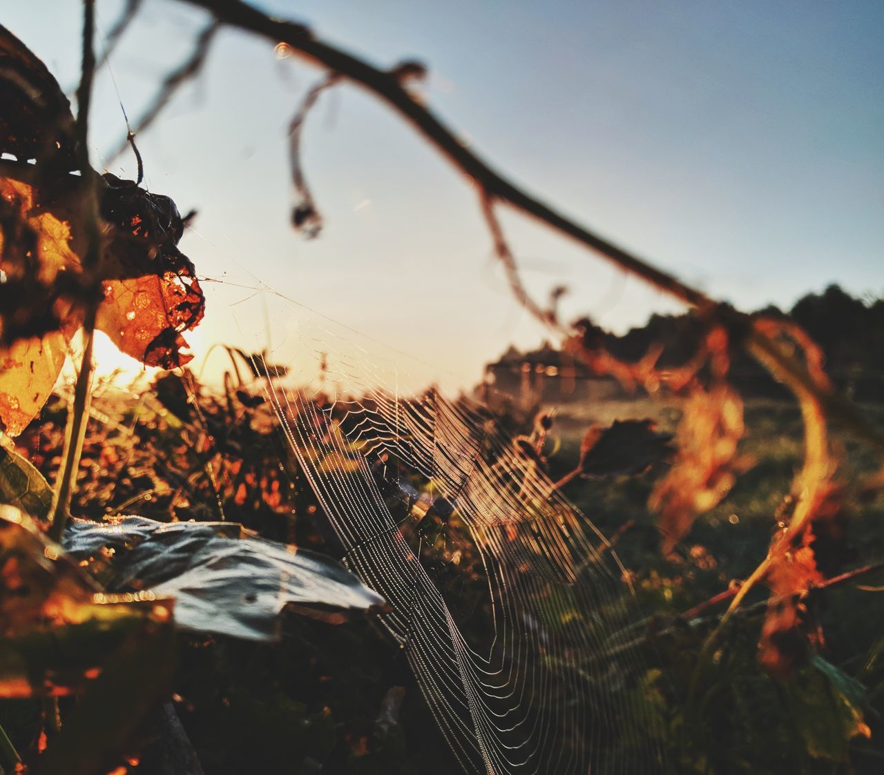 Виталий Стеценко