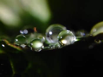 Close-up of water drops on leaf