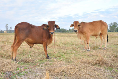 Cows standing in a field