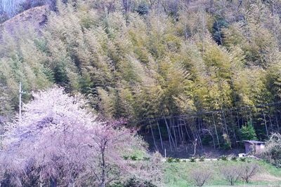 Plants growing on tree