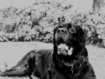 Close-up of a dog looking away