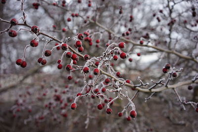 Close-up of berries on tree