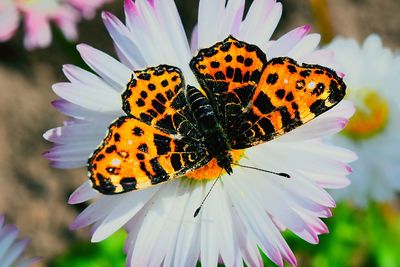 Close-up of butterfly pollinating on flower