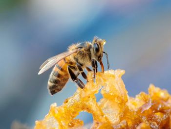 Close-up of bee pollinating on flower