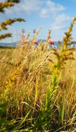 Close-up of wheat field against sky