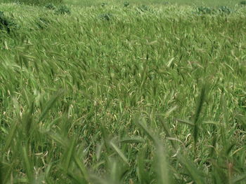 Plants growing on grassy field