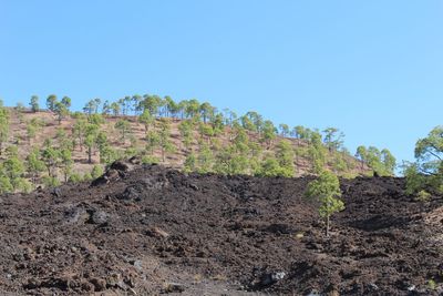 Plants growing on land against clear blue sky