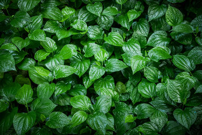 Green leaf background,betel leaf heart shape