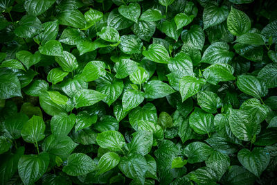 Full frame shot of green leaves