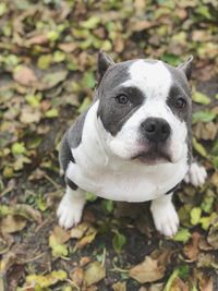 Close-up portrait of puppy