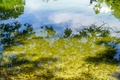 High angle view of trees by lake