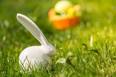 Close-up of fresh white plants in grass