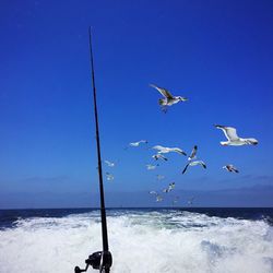 Seagulls flying over sea against blue sky