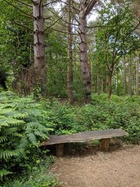 Trees growing in forest