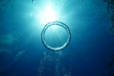 Close-up of jellyfish swimming in sea