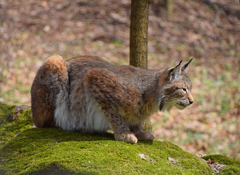 Lynx in the wild