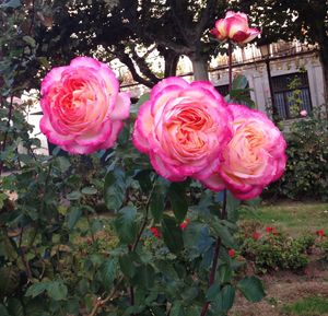 Close-up of pink roses blooming outdoors