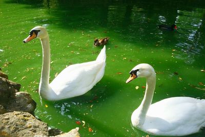 Close-up of swans swimming on lake