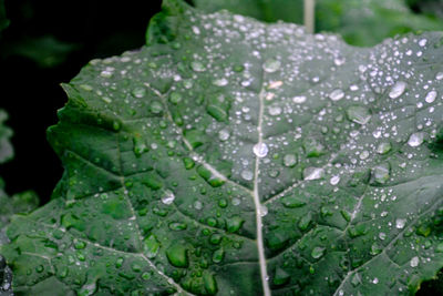 Close-up of water drops on leaves
