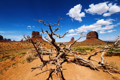 Bare tree on desert against sky