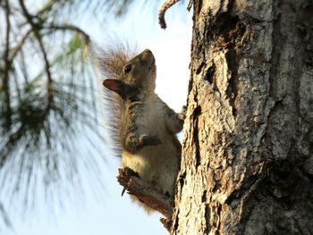 Low angle view of squirrel on tree