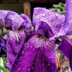 Close-up of purple flowers blooming