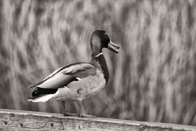 Close-up of bird perching on a wall