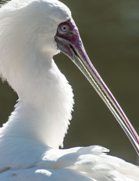 Close-up of a bird