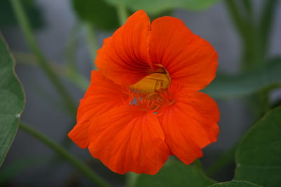 Close-up of orange hibiscus blooming outdoors